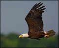 _0SB0772 american bald eagle